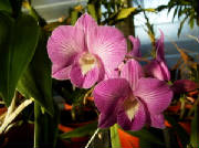 pinkorchids.jpg