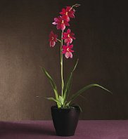 cambriaorchid.jpg