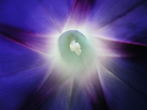 morninggloryflower.jpg