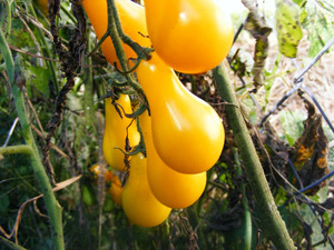 yellowtomatoes.jpg