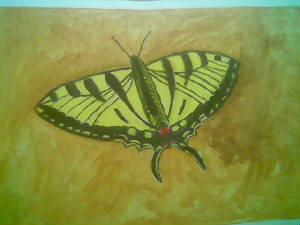 butterfly.jpg