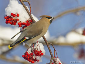 malebohemianwaxwing.jpg