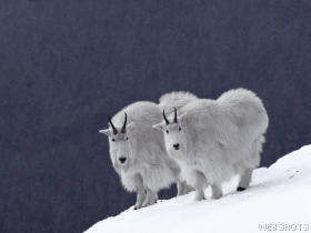 mountaingoatsrockymountains.jpg