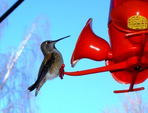 ourhummingbird.jpg